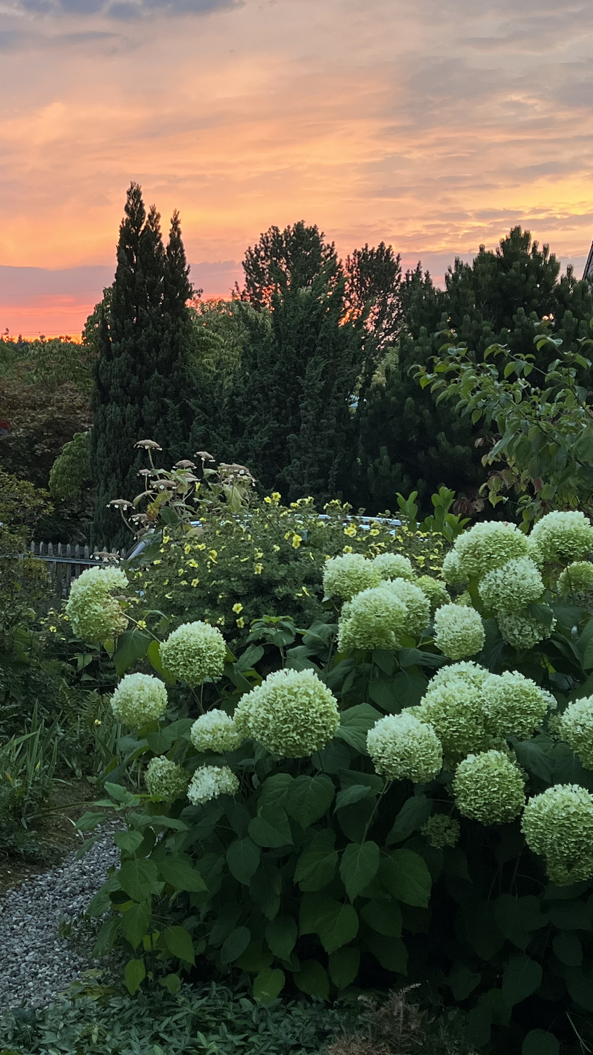 Spätsommer, die fünfte Jahreszeit in der TCM