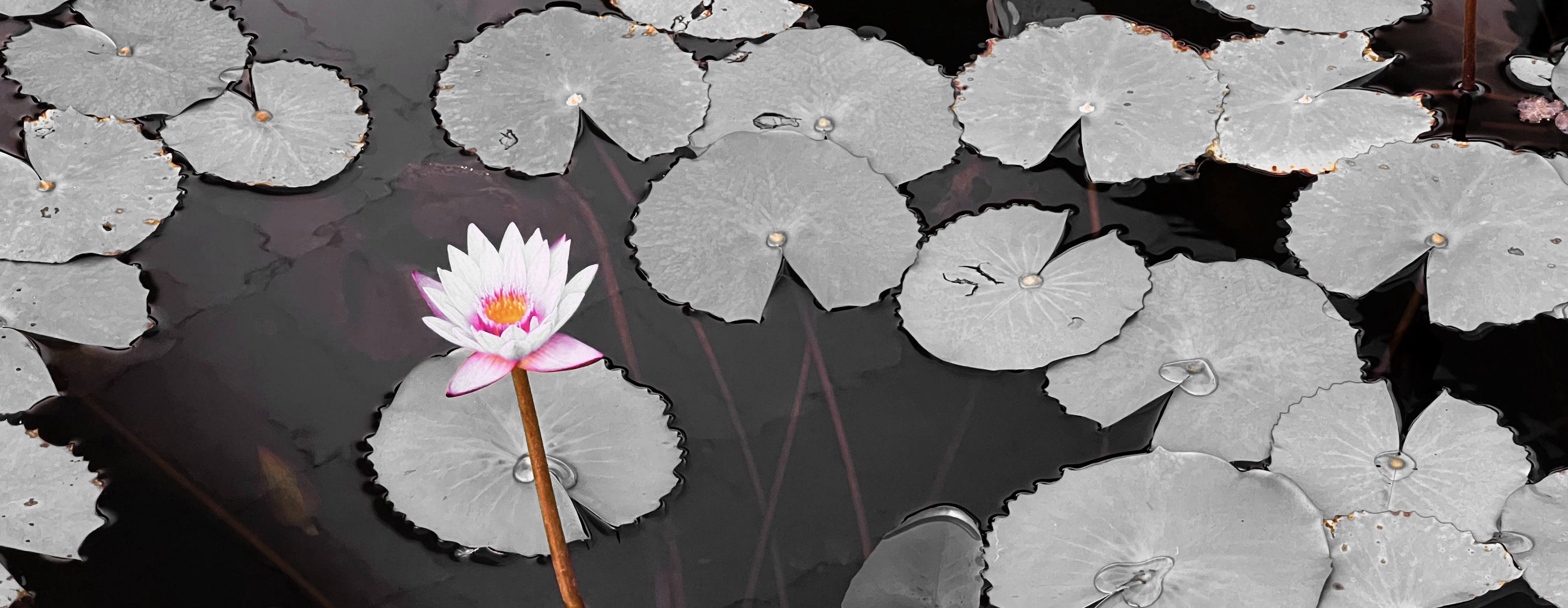 Lotusblüte - EnerQia Akupunktur Praxis Luzern